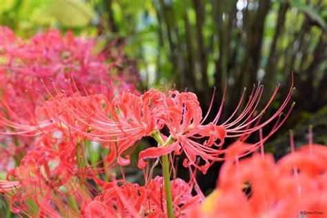 彼岸花開花|【彼岸花】今年はヒガンバナの開花が遅い！？〜気温と開花時期。